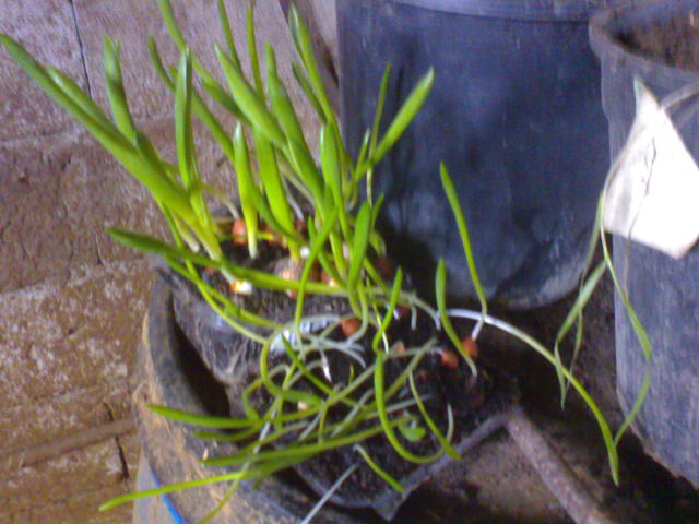Name:  DSC04477.JPG
Views: 5434
Size:  64.9 KB