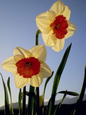 Name:  nergis_004.jpg
Views: 3732
Size:  64.8 KB