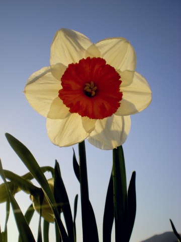Name:  nergis_005.jpg
Views: 1392
Size:  58.8 KB