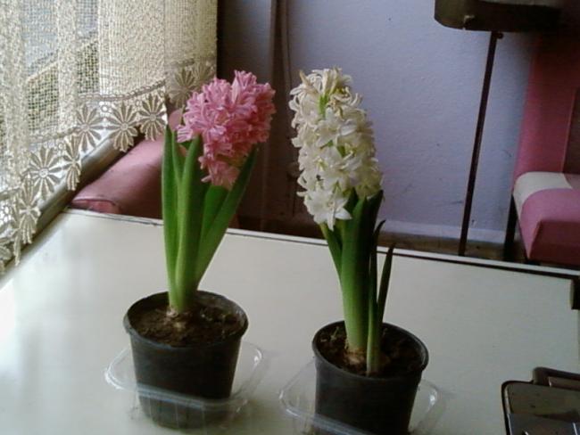 Name:  Fotoraf-0001.jpg
Views: 2490
Size:  38.3 KB