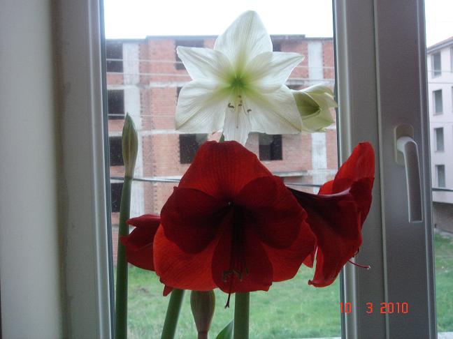 Name:  DSC02704.JPG
Views: 979
Size:  49.7 KB