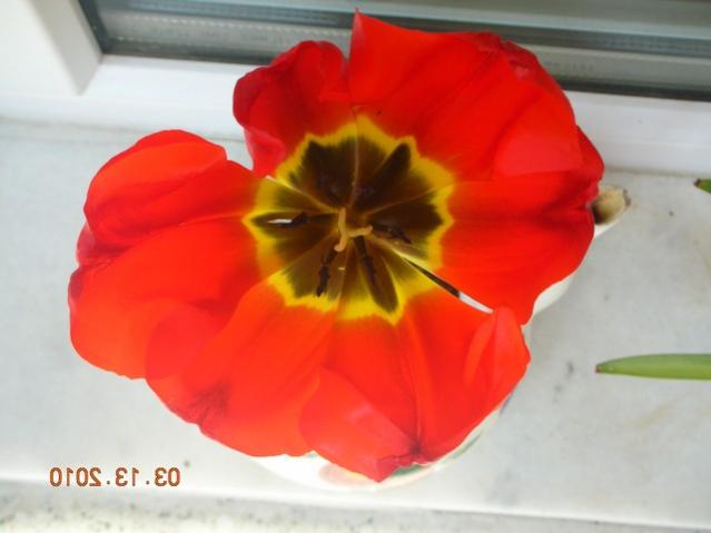 Name:  DSCN8219.jpg
Views: 679
Size:  26.8 KB