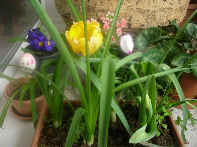 Name:  DSCN8475.jpg
Views: 714
Size:  48.8 KB