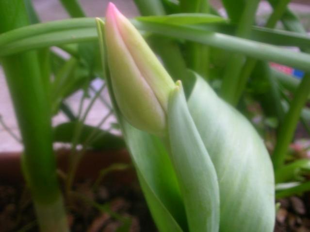 Name:  DSCN8533.jpg
Views: 687
Size:  24.6 KB