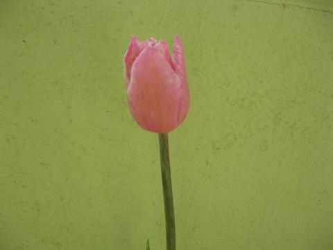 Name:  lale.JPG
Views: 1654
Size:  18.6 KB