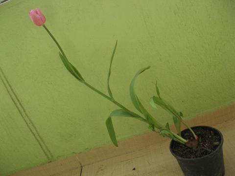 Name:  lale1.JPG
Views: 1327
Size:  20.3 KB