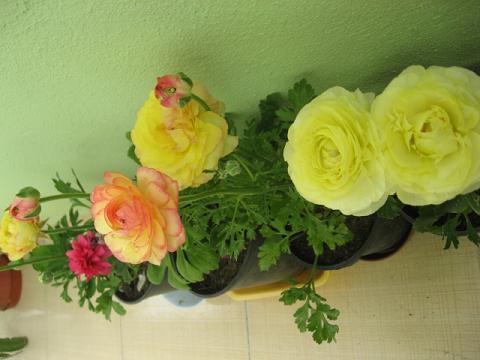 Name:  akayk.JPG
Views: 3467
Size:  32.6 KB