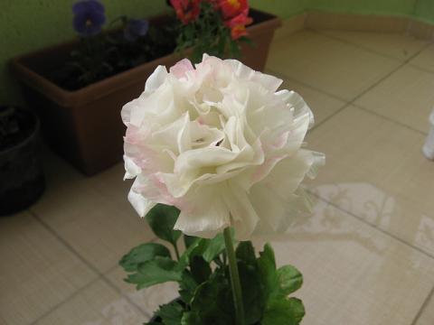 Name:  beyaz akayk.JPG
Views: 3376
Size:  23.0 KB