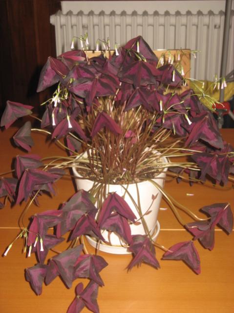 Name:  IMG_1544.jpg
Views: 9205
Size:  47.6 KB
