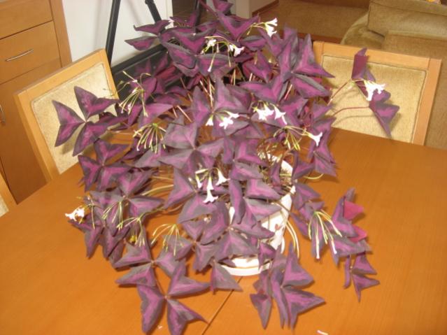 Name:  IMG_1548.jpg
Views: 9106
Size:  45.1 KB