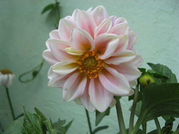 Name:  b dahlia.JPG
Views: 1299
Size:  33.2 KB