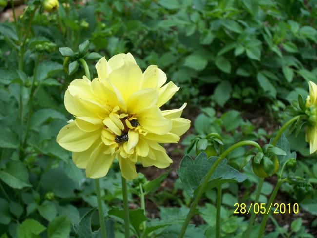 Name:  Resim 086.jpg
Views: 1198
Size:  47.4 KB