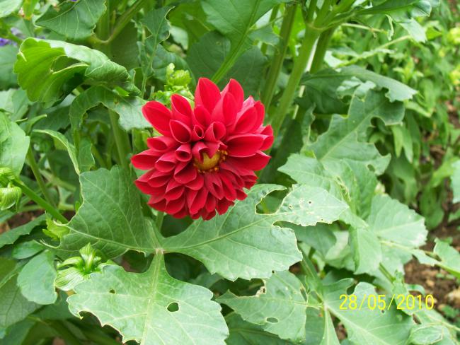 Name:  Resim 091.jpg
Views: 1190
Size:  59.5 KB