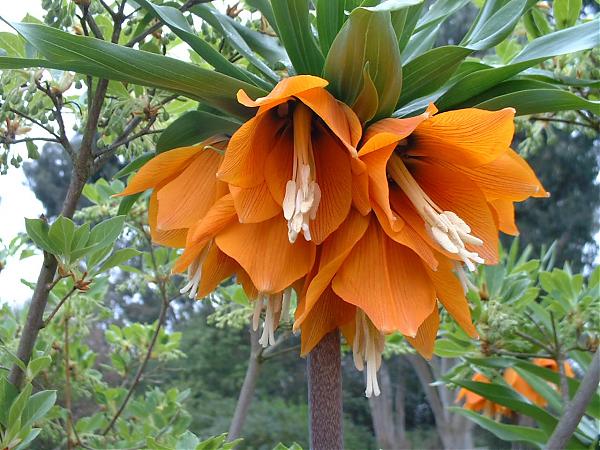 Name:  fritillaria-imperialis.jpg
Views: 18596
Size:  62.1 KB