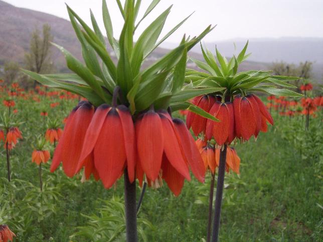 Name:  ters-lale-urfa.jpg
Views: 41697
Size:  46.7 KB