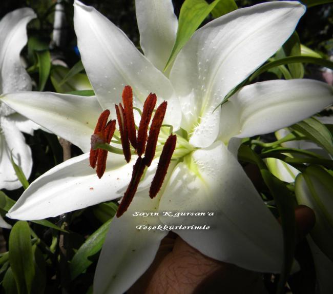 Name:  Kopyas Resim 018.jpg
Views: 1672
Size:  45.9 KB