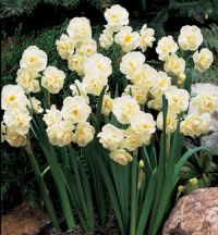 Name:  omr.cheerfulness narcissus.jpg
Views: 898
Size:  13.7 KB