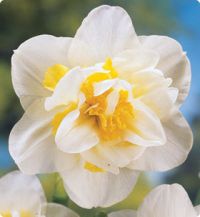 Name:  omr.whitelion.jpg
Views: 803
Size:  7.9 KB