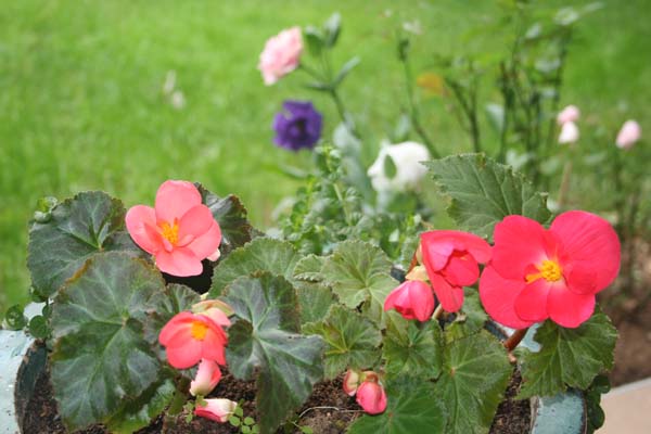 Name:  IMG_7417.JPG
Views: 3066
Size:  56.6 KB