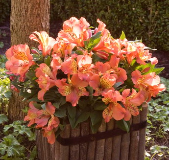 Name:  Alstroemeria Mathilde 1.jpg
Views: 7598
Size:  54.3 KB