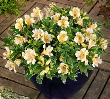 Name:  Alstroemeria_Fabiana 1a.jpg
Views: 7769
Size:  60.4 KB
