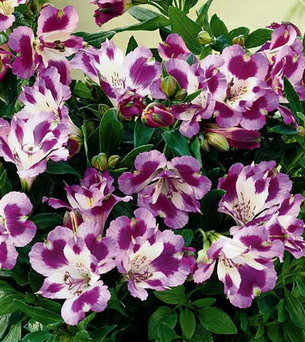 Name:  Alstroemeria_Julietta_2a.jpg
Views: 8000
Size:  60.8 KB