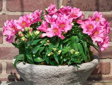 Name:  Alstroemeria_Lilian.jpg
Views: 7526
Size:  57.1 KB