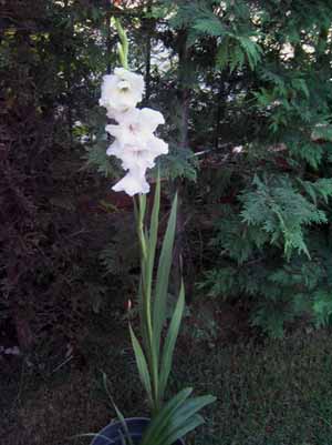 Name:  6_Agustos 047.JPG
Views: 1726
Size:  58.0 KB
