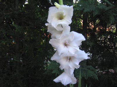 Name:  6_Agustos 048.JPG
Views: 1679
Size:  63.9 KB