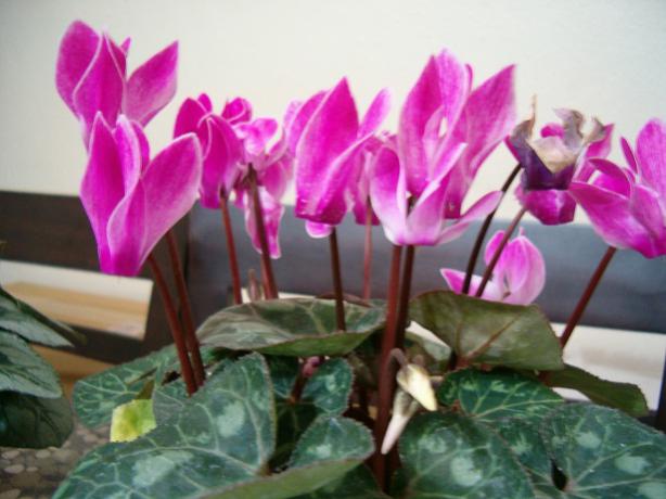 Name:  ieklerim 001.jpg
Views: 2391
Size:  39.8 KB