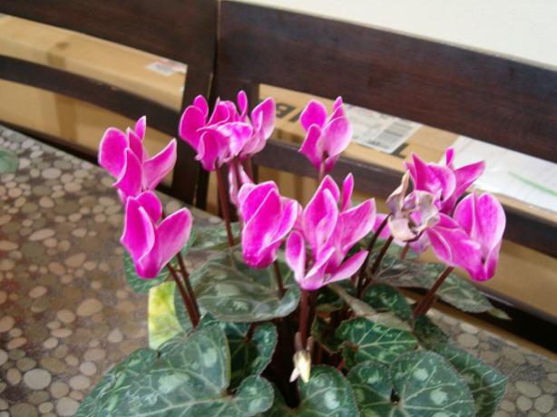 Name:  ieklerim 002.jpg
Views: 1788
Size:  44.7 KB