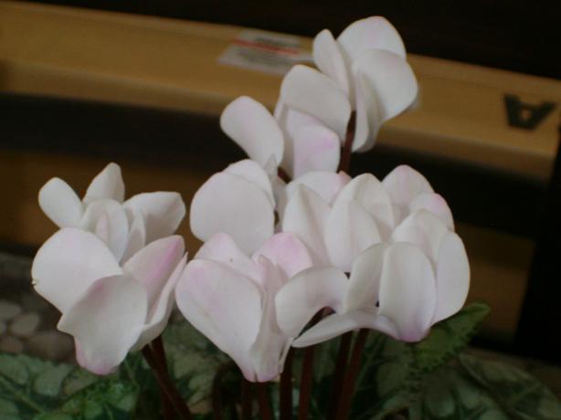 Name:  ieklerim 005.jpg
Views: 1819
Size:  22.6 KB