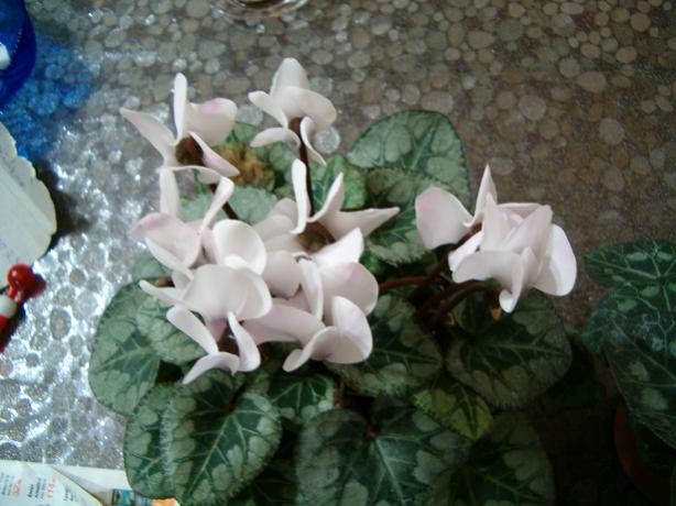 Name:  ieklerim 009.jpg
Views: 1824
Size:  44.8 KB
