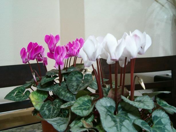 Name:  ieklerim 014.jpg
Views: 1830
Size:  38.4 KB