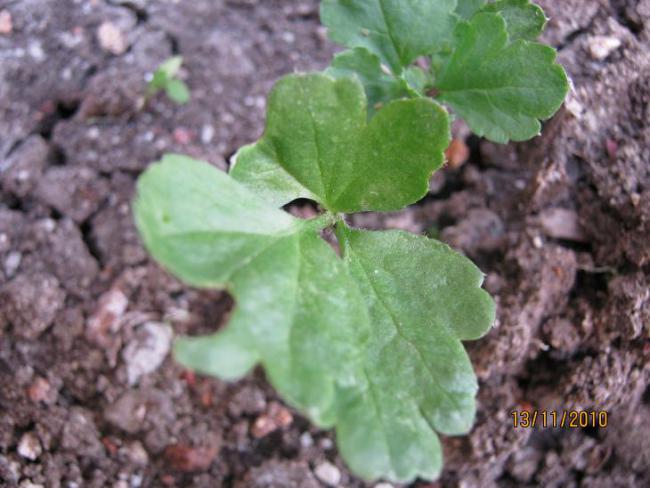 Name:  ranunculus 1.jpg
Views: 2527
Size:  46.2 KB