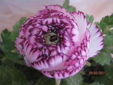 Name:  ranunculus.JPG
Views: 2309
Size:  32.9 KB