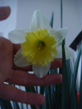 Name:  ubat 24 228.JPG
Views: 1711
Size:  67.2 KB