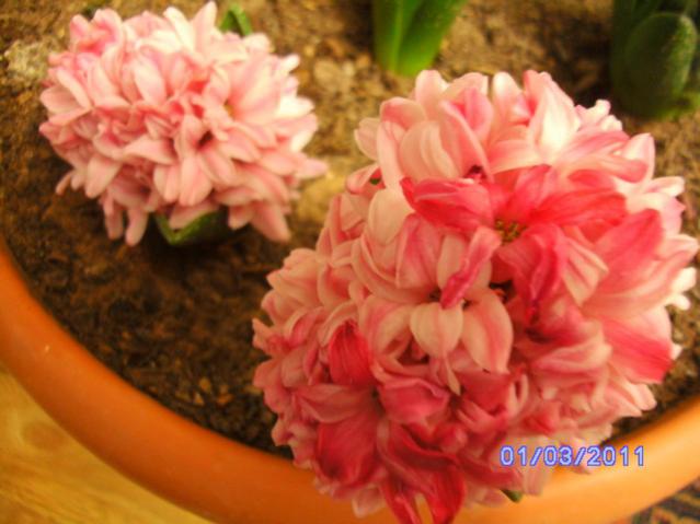 Name:  ekmekPICT2616.jpg
Views: 1138
Size:  40.4 KB