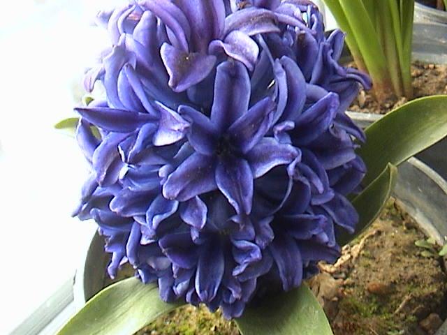 Name:  DSC00062.JPG
Views: 1024
Size:  59.7 KB