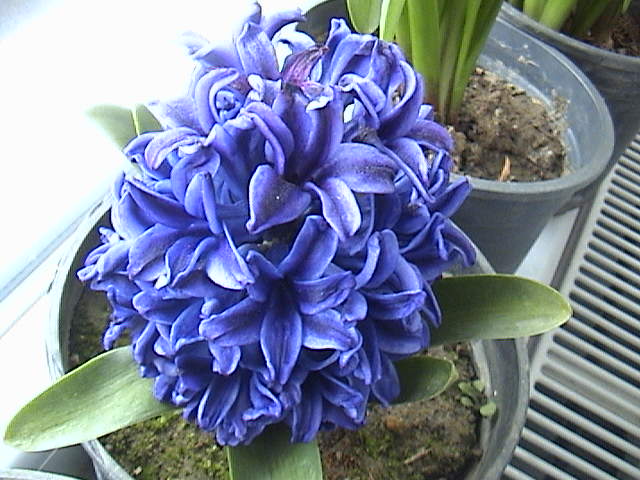 Name:  DSC00055.JPG
Views: 1066
Size:  63.2 KB