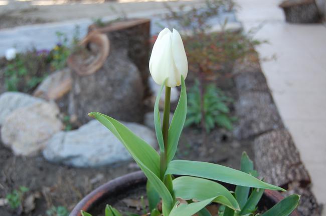 Name:  DSC_0575.jpg
Views: 777
Size:  30.7 KB