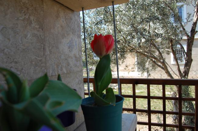 Name:  DSC_0584.jpg
Views: 751
Size:  57.3 KB