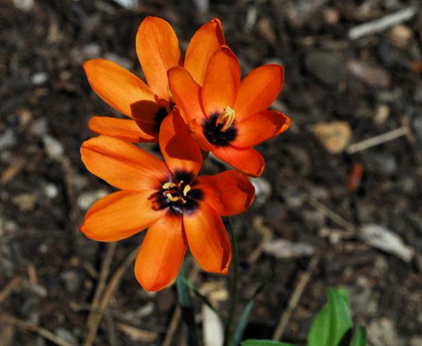 Name:  Ixia_dubia_orange_msi.jpg
Views: 6678
Size:  40.0 KB