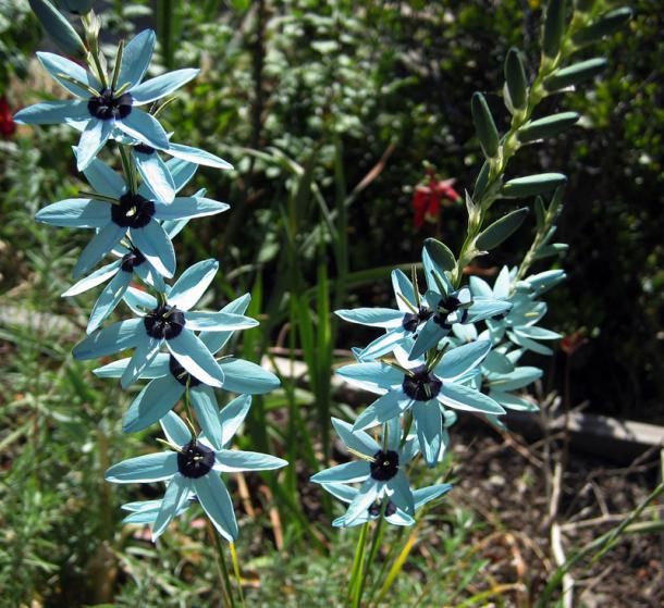 Name:  ixia_viridiflora.jpg
Views: 7562
Size:  71.9 KB