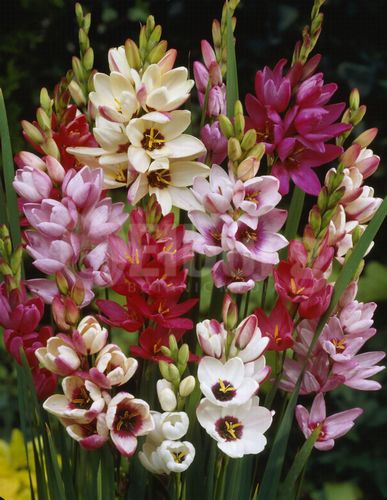 Name:  ixia-1.jpg
Views: 5259
Size:  48.5 KB