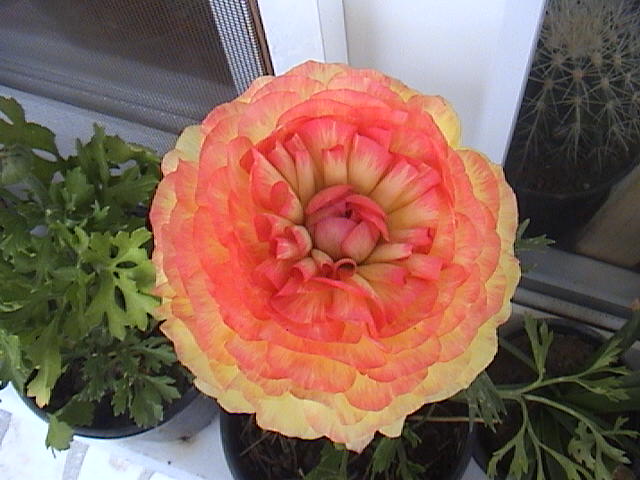 Name:  DSC00117.JPG
Views: 2381
Size:  59.0 KB