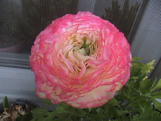 Name:  DSC00119.JPG
Views: 2189
Size:  59.1 KB