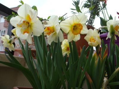 Name:  nisan 10 023.jpg
Views: 891
Size:  21.1 KB