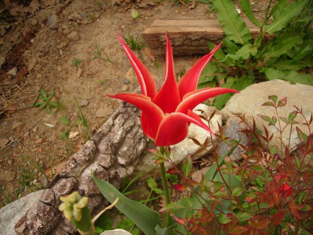 Name:  DSCN4841.jpg
Views: 2891
Size:  61.2 KB