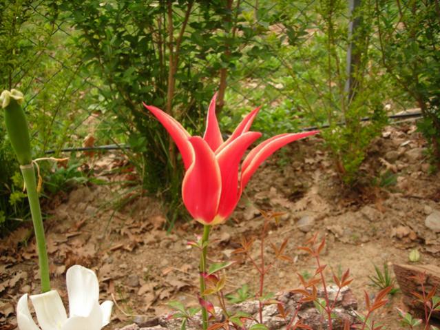 Name:  DSCN4843.jpg
Views: 1965
Size:  66.3 KB